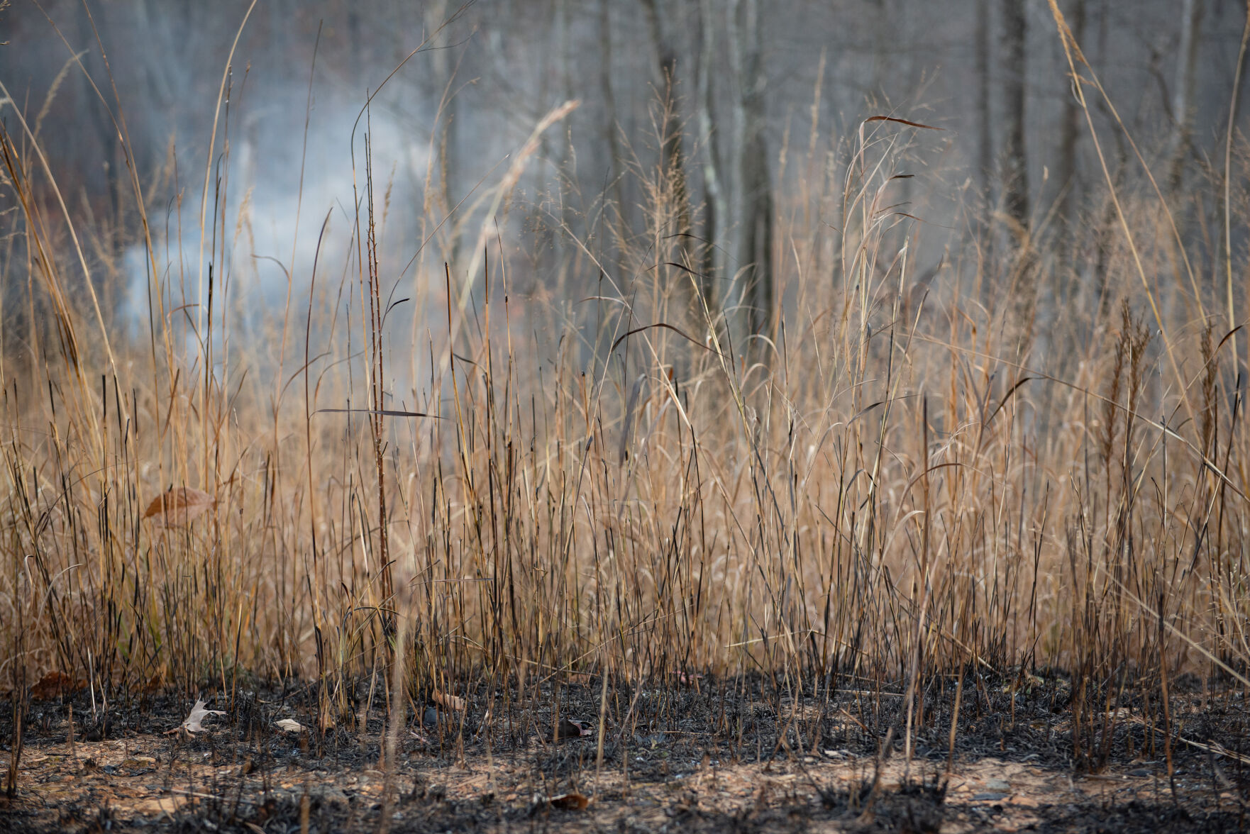 Pilot Mountain Fire Damage